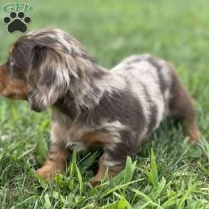 Stewart, Dachshund Puppy